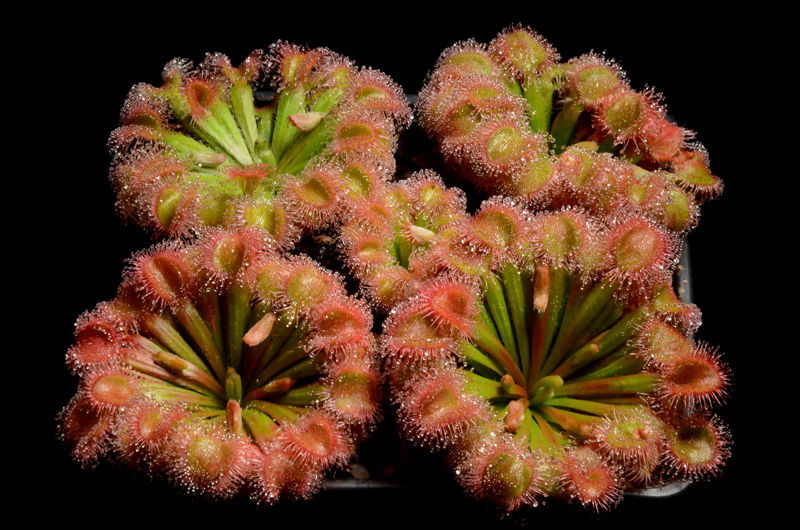 Drosera darwinensis