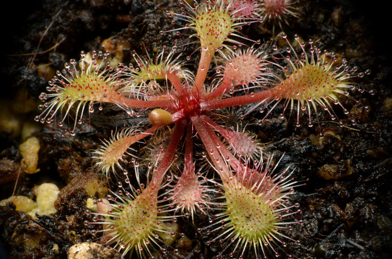 Drosera viridis