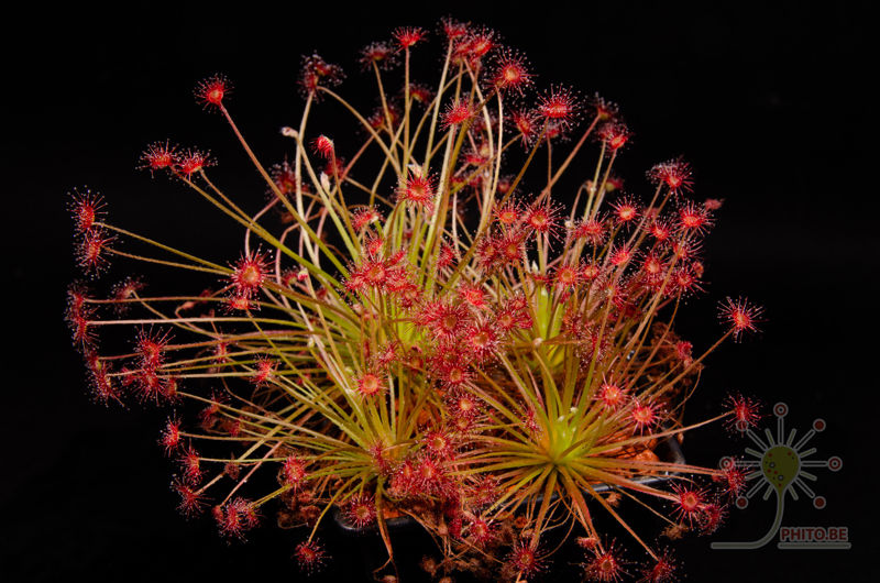 Drosera aff. paradoxa