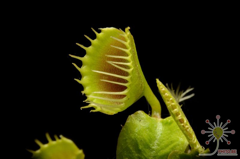 Dionaea muscipula “Funnel Trap”