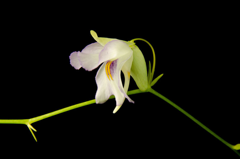 Utricularia asplundii