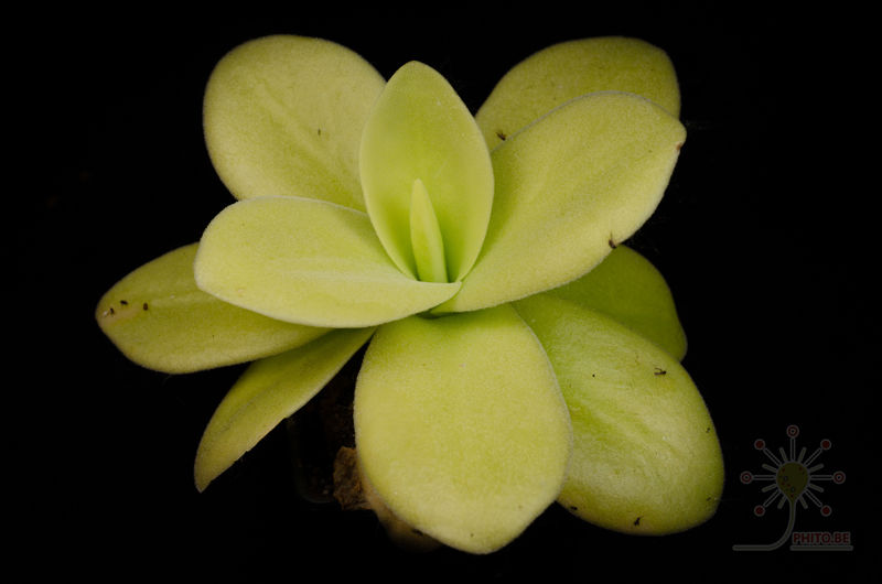 Pinguicula gigantea