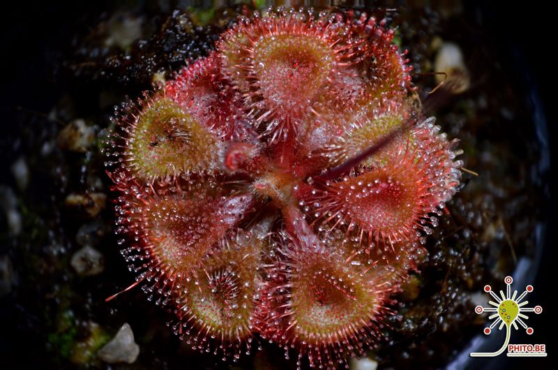 Drosera burmannii