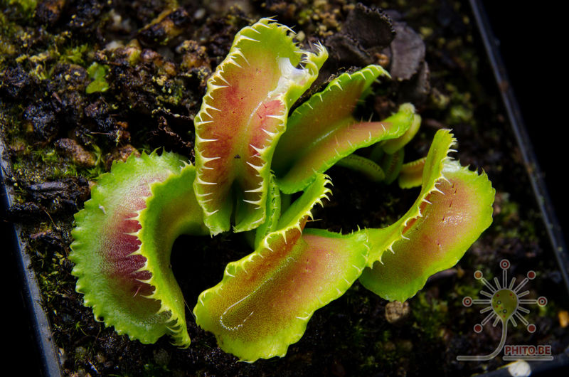 Dionaea muscipula “Kim Jong Un”