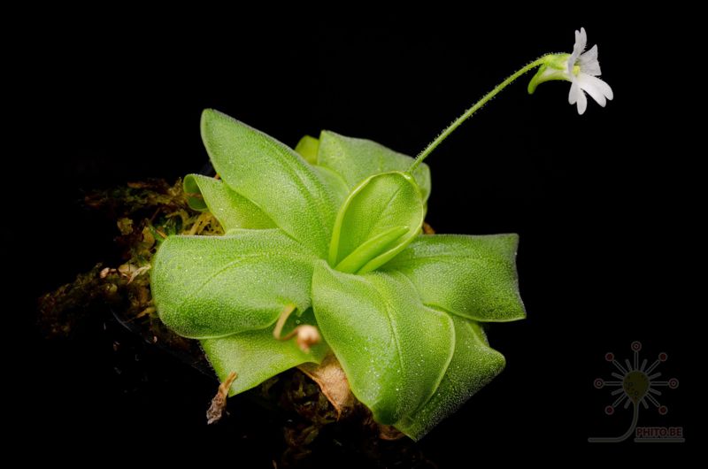Pinguicula chilensis x chuquisacensis