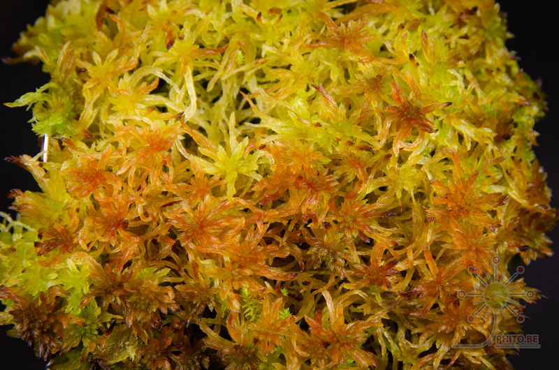 Sphagnum fuscum