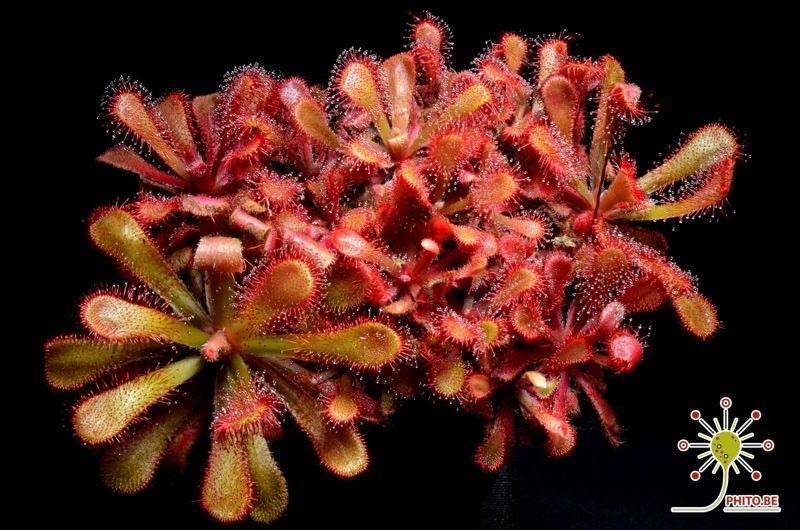 Drosera venusta