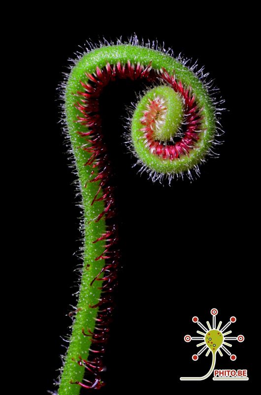 Drosera spiralis