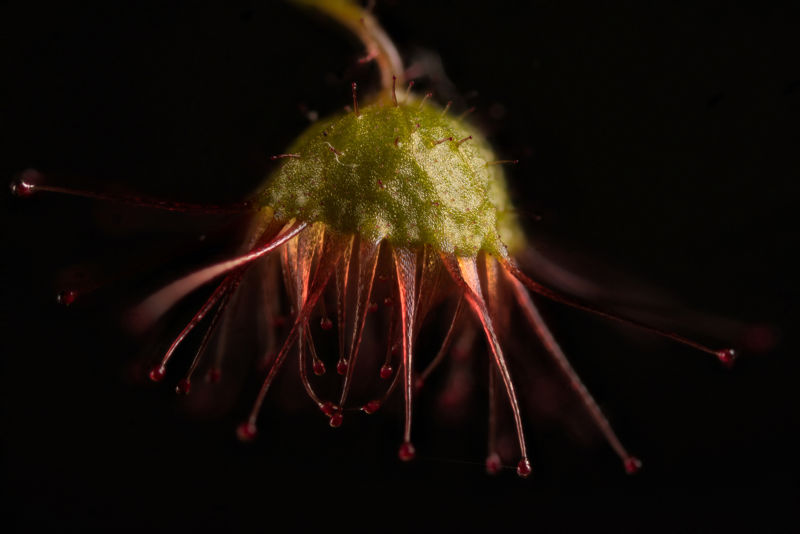 Drosera indumenta