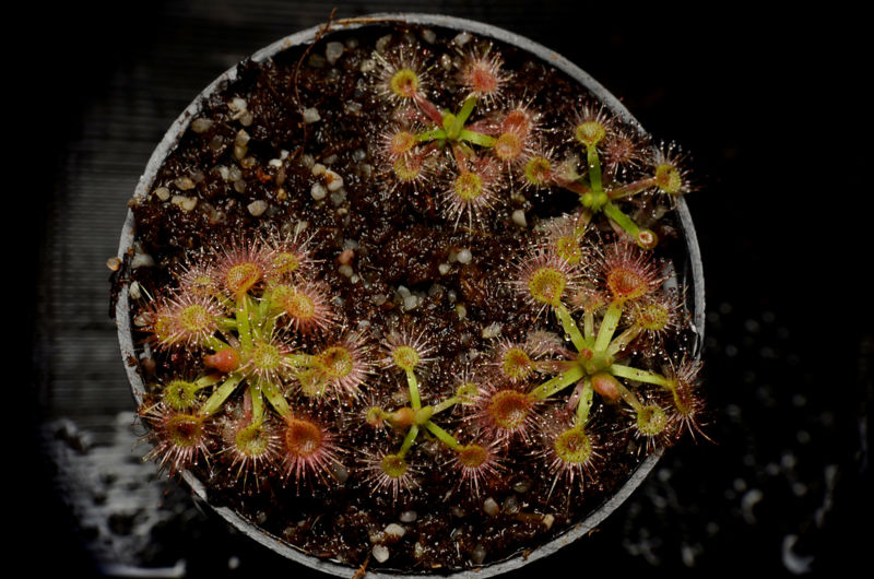 Drosera omissa x pulchella