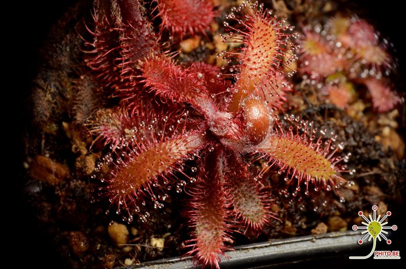 Drosera latifolia “red”