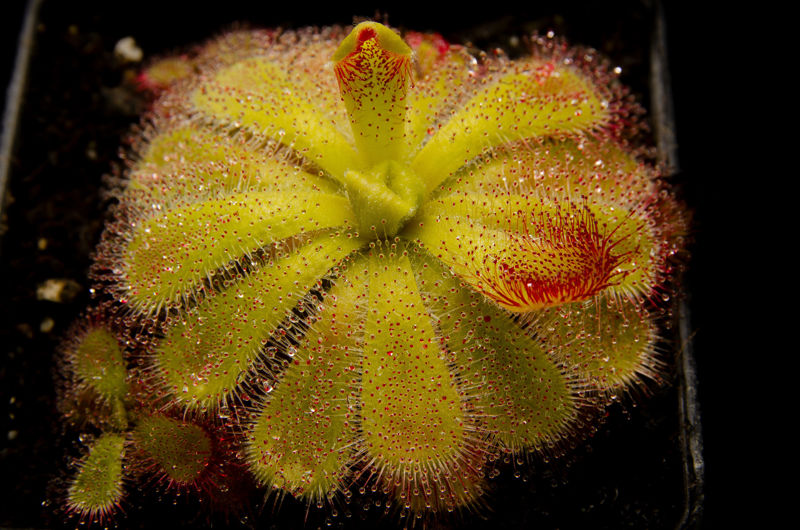 Drosera cuneifolia