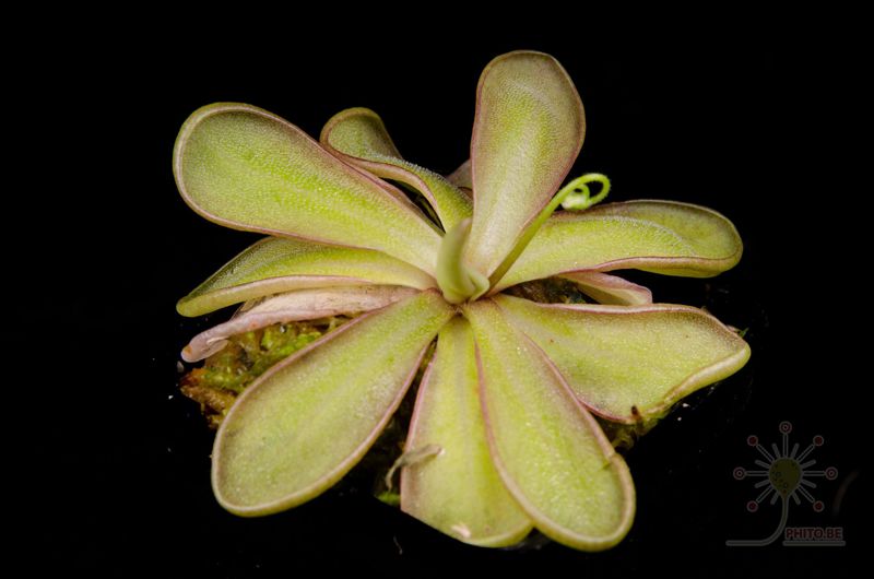 Pinguicula emarginata “red”