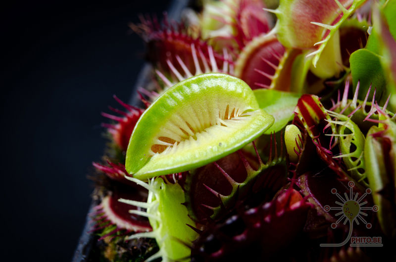 Dionaea muscipula “Fused Tooth Extreme”