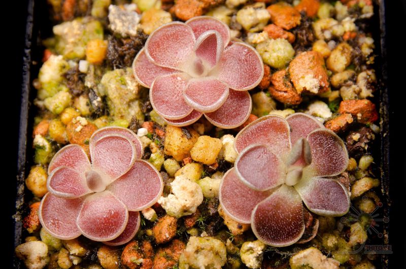 Pinguicula esseriana