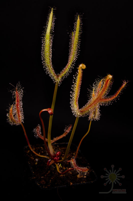 Drosera binata “Golden Green”