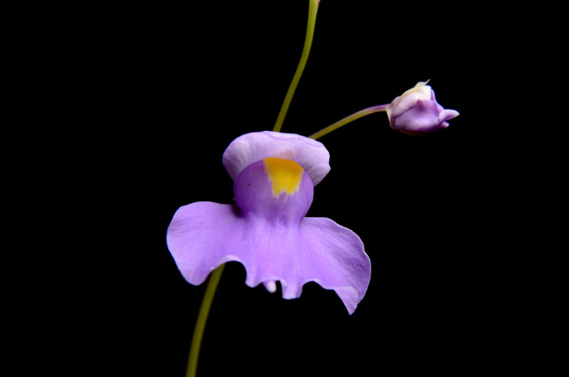 Utricularia longifolia