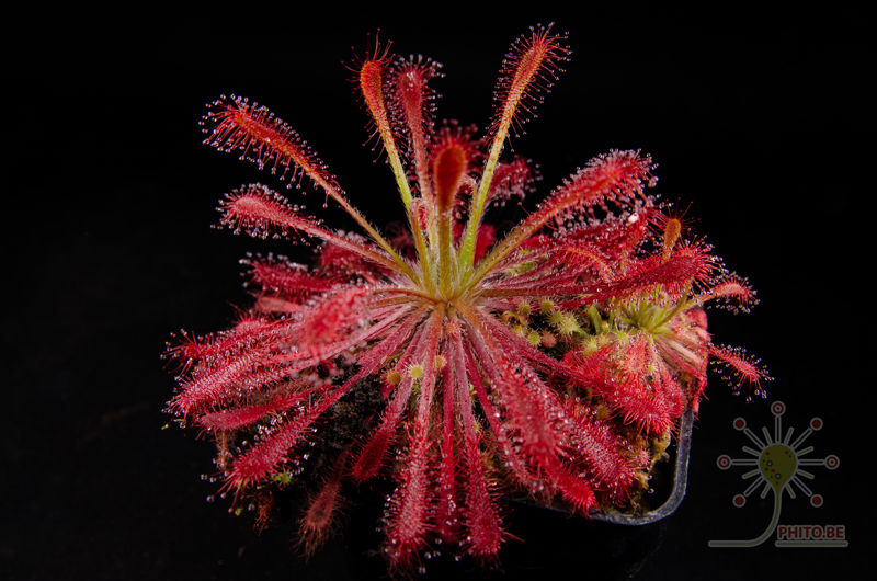 Drosera oblanceolata x neocaledonica
