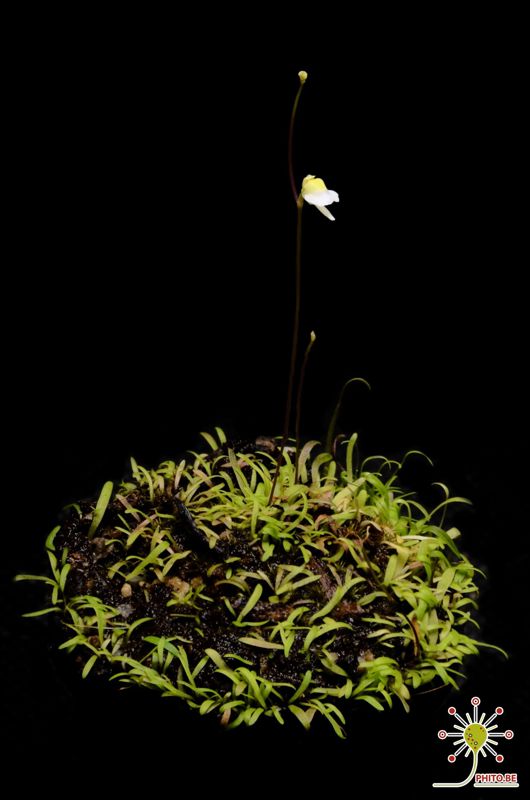 Utricularia bisquamata “small flower”