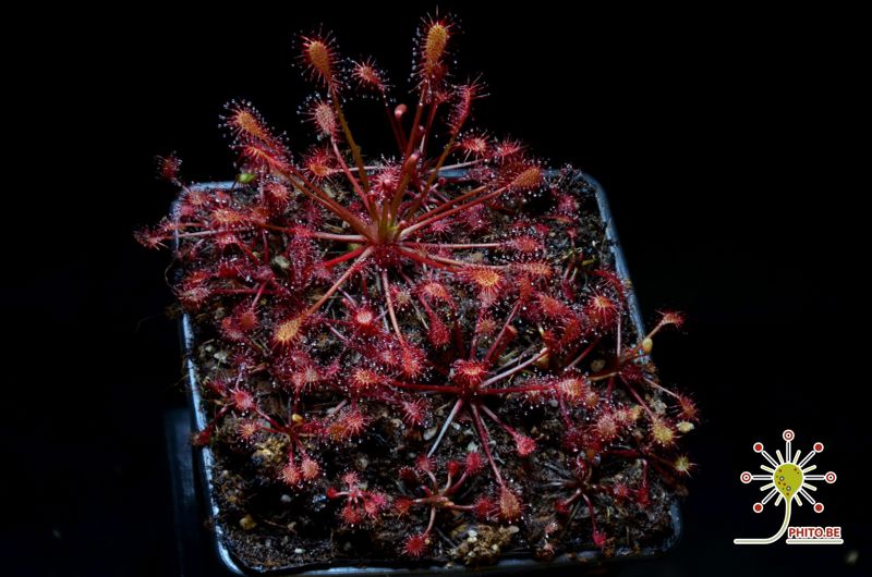 Drosera intermedia “topical form”