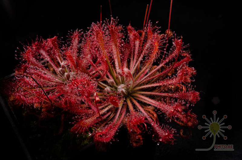 Drosera oblanceolata