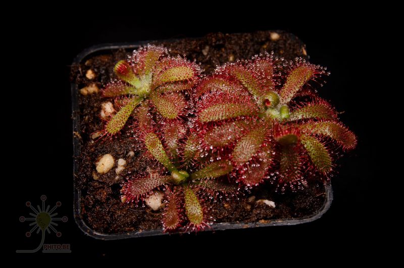 Drosera tomentosa var. glabrata