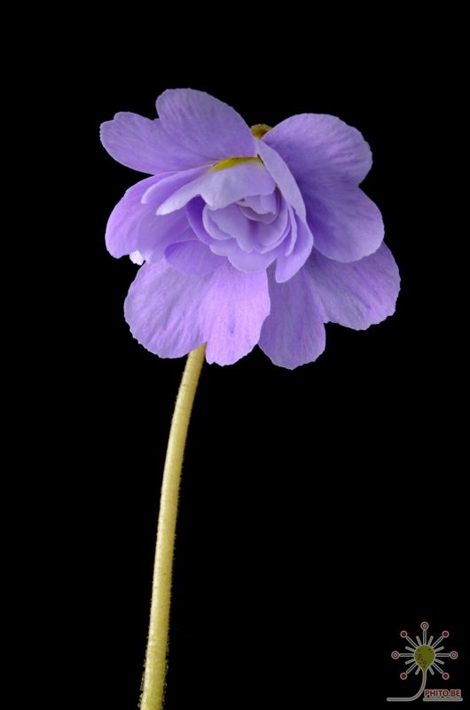 Pinguicula primuliflora “Rose”