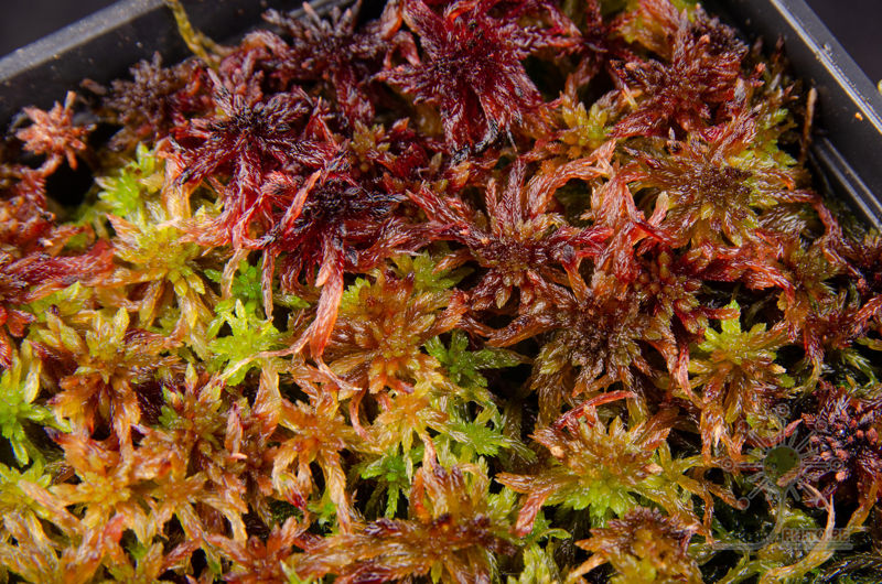 Sphagnum rubellum
