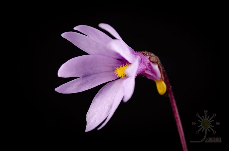 Pinguicula planifolia