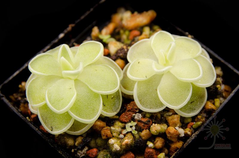 Pinguicula ehlersiae