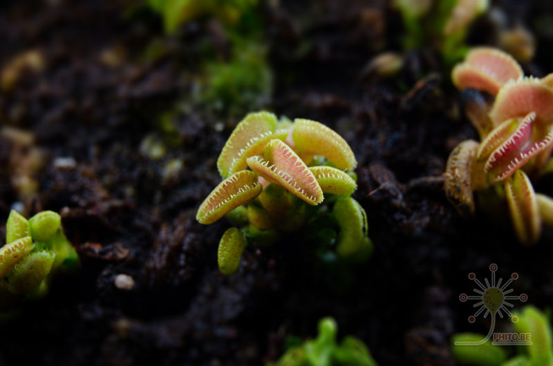 Dionaea muscipula “Cudo”