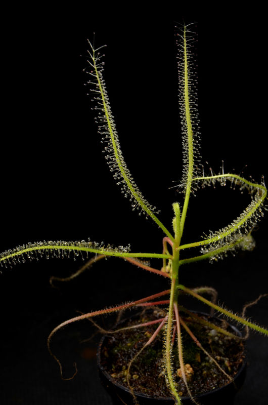 Drosera serpens