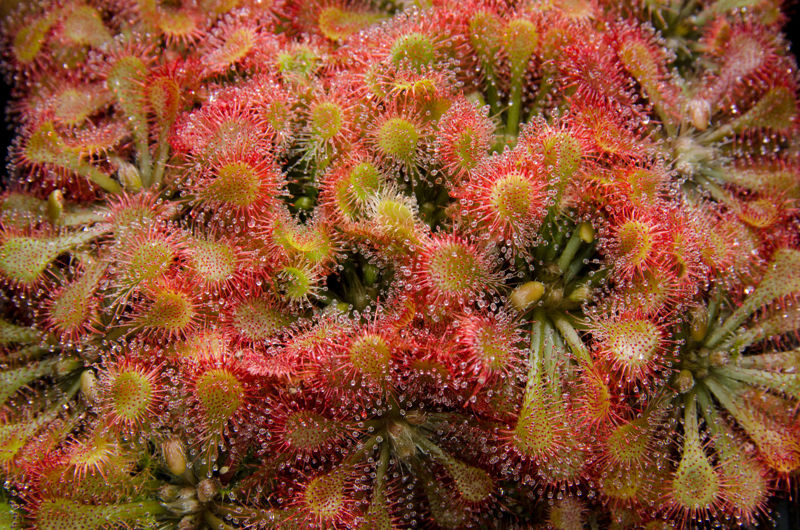 Drosera tokaiensis