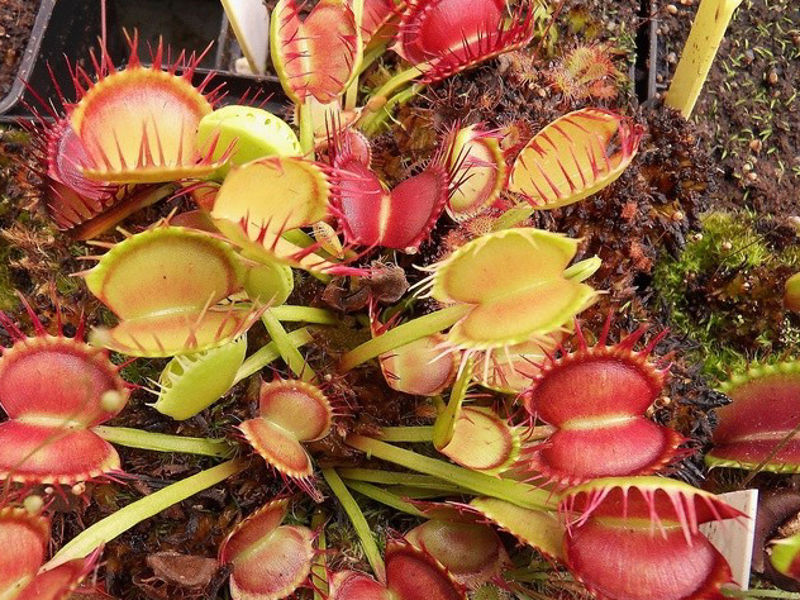 Dionaea muscipula “Cross Teeth”