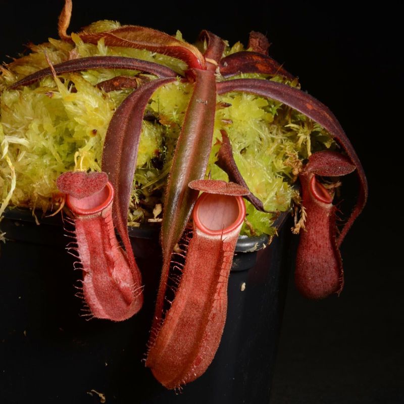 Nepenthes albomarginata “red”