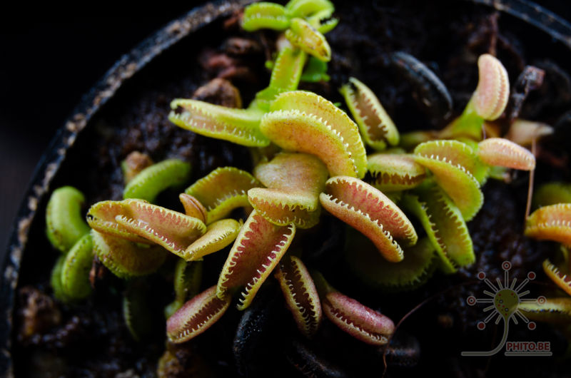 Dionaea muscipula “Cudo”