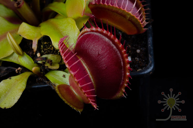 Dionaea muscipula “Giant Peach”