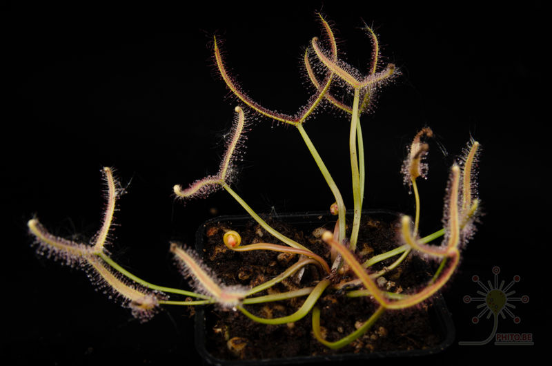 Drosera binata “Ghost”
