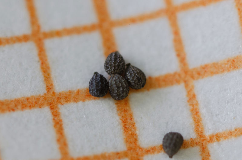 Drosera finlaysoniana