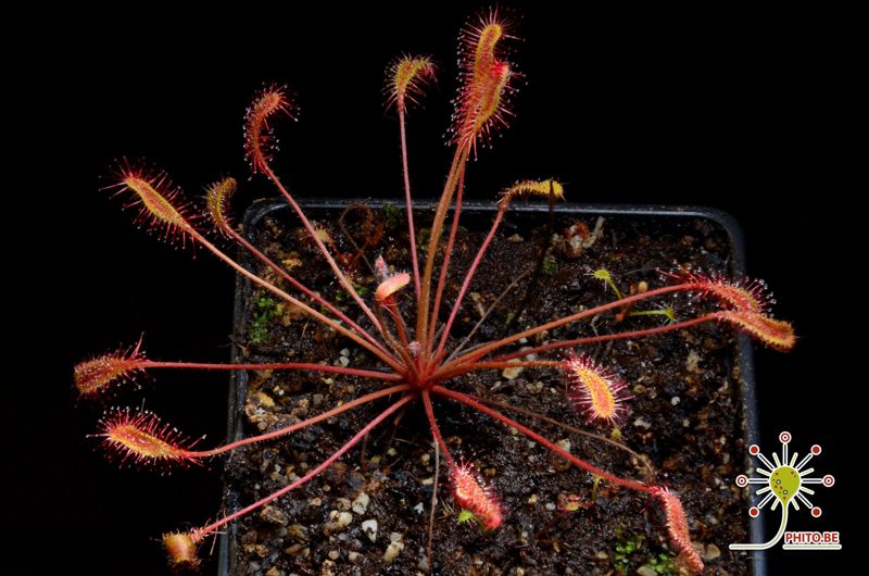 Drosera affinis