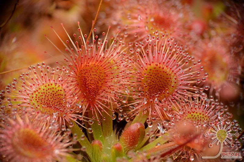 Drosera omissa x pulchella