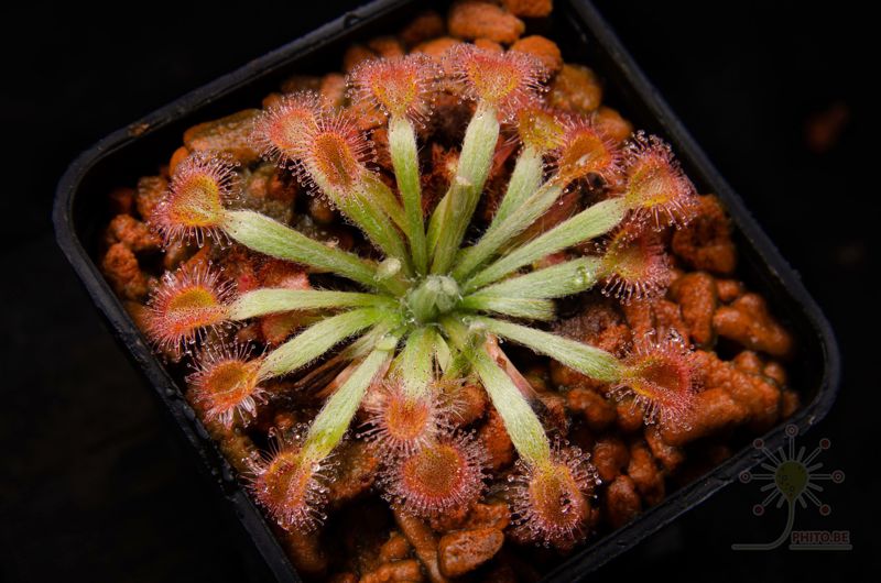 Drosera brevicornis
