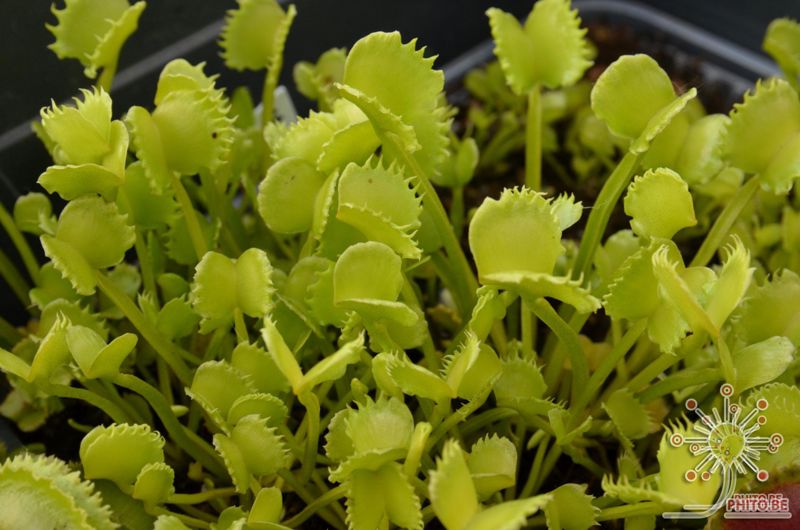 Dionaea muscipula “Werewolf”