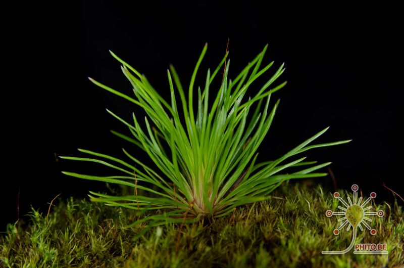 Stylidium lineare