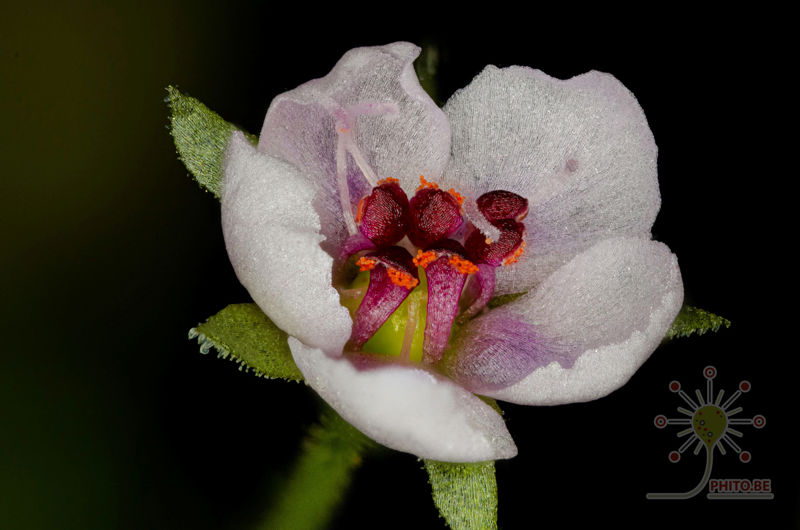 Drosera cucullata – 10+ seeds