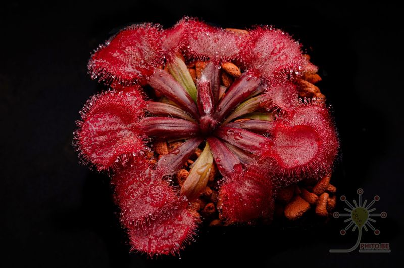 Drosera falconeri