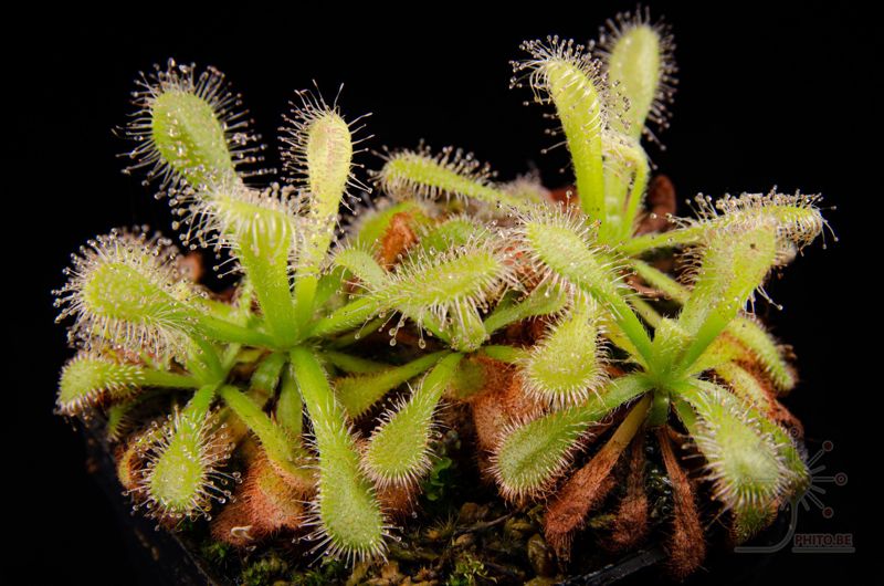 Drosera venusta “alba”