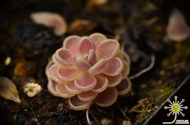 Pinguicula debbertiana