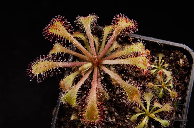 Drosera sp.