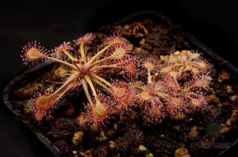 Drosera intermedia “tropical”